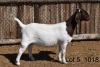 WITHDRAWN - LOT 5 1X BOER GOAT JT BOERBOKSTOET - 2