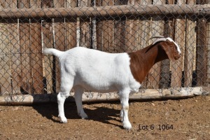 LOT 6 1X BOER GOAT STUD JT BOERBOKSTOET 