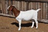 LOT 6 1X BOER GOAT STUD JT BOERBOKSTOET - 2