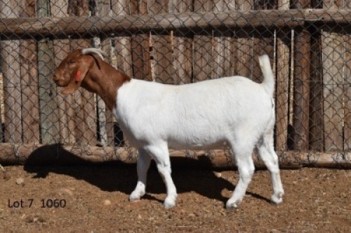 LOT 7 1X BOER GOAT STUD JT BOERBOKSTOET 