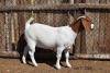 LOT 7 1X BOER GOAT STUD JT BOERBOKSTOET - 2