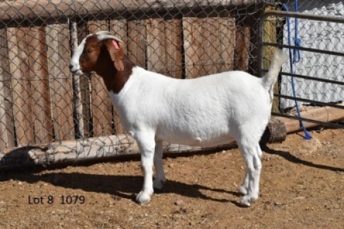 LOT 8 1X BOER GOAT STUD JT BOERBOKSTOET 