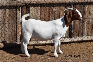 LOT 74 1X BOER GOAT STUD JT BOERBOKSTOET 