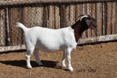 LOT 9 1X BOER GOAT STUD JT BOERBOKSTOET 