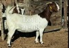 LOT 1 1X BOER GOAT FLOCK DOE NAMA BOERBOKSTOET