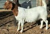 LOT 2 1X BOER GOAT STUD DOE NAMA BOERBOKSTOET