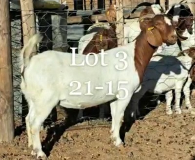 LOT 3 1X BOER GOAT FLOCK DOE NAMA BOERBOKSTOET