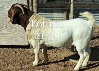 LOT 101 1X BOER GOAT FLOCK BUCK NAMA BOERBOKSTOET