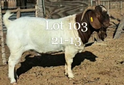 WITHDRAWN - LOT 103 1X BOER GOAT BUCK NAMA BOERBOKSTOET