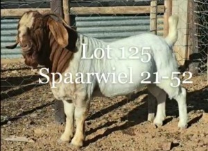 LOT 125 1X BOER GOAT FLOCK BUCK NAMA BOERBOKSTOET