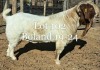 WITHDRAWN - LOT 102 1X BOER GOAT BUCK NAMA BOERBOKSTOET