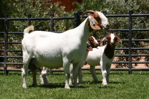 LOT 60 1+2X BOER GOAT STUD DOE NICO BOTHA BOERBOKSTOET