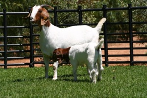 LOT 61 1+1X BOER GOAT FLOCK DOE NICO BOTHA BOERBOKSTOET