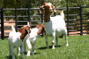 LOT 62 1+2X BOER GOAT FLOCK DOE NICO BOTHA BOERBOKSTOET