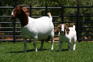 LOT 63 1+1X BOER GOAT FLOCK DOE NICO BOTHA BOERBOKSTOET