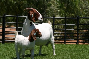 LOT 64 1+1X BOER GOAT FLOCK DOE NICO BOTHA BOERBOKSTOET