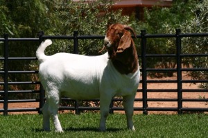 LOT 116 1X BOER GOAT FLOCK BUCK NICO BOTHA BOERBOKSTOET