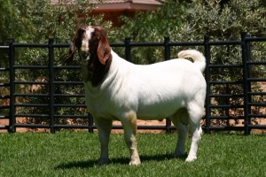 WITHDRAWN - LOT 117 1X BOER GOAT BUCK NICO BOTHA BOERBOKSTOET