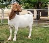 LOT 41 1X BOER GOAT PREGNANT STUD DOE ODESSA BOERBOKSTOET