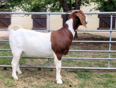 WITHDRAWN - LOT 40 1X BOER GOAT DOE ODESSA BOERBOKSTOET