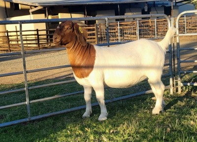 LOT 42 1X BOER GOAT FLOCK DOE ODESSA BOERBOKSTOET