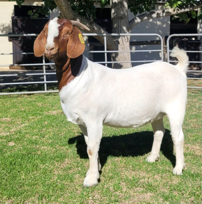 LOT 43 1X BOER GOAT FLOCK DOE ODESSA BOERBOKSTOET