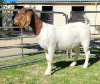 LOT 44 1X BOER GOAT PREGNANT STUD DOE ODESSA BOERBOKSTOET