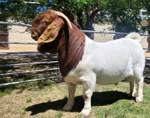 LOT 119 1X BOER GOAT FLOCK BUCK ODESSA BOERBOKSTOET