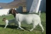 LOT 30 1+1X BOER GOAT STUD DOE POSSTAL BOERBOKSTOET