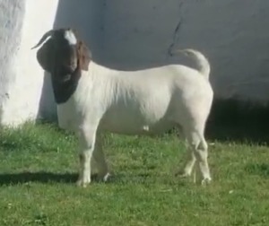 WITHDRAWN - LOT 121 1X BOER GOAT BUCK POSSTAL BOERBOKSTOET