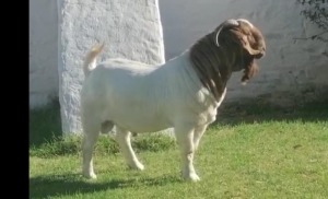 LOT 120 1X BOER GOAT STUD BUCK POSSTAL BOERBOKSTOET