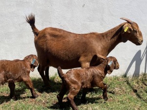 LOT 65 1+2X KALAHARI RED FLOCK DOE RATELPOST