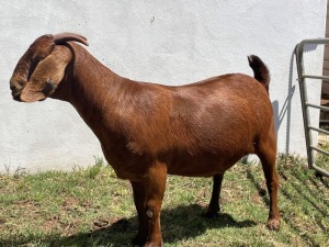 LOT 66 1X KALAHARI RED STUD DOE RATELPOST