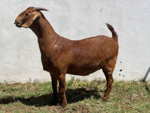 WITHDRAWN - LOT 69 1X KALAHARI RED DOE RATELPOST