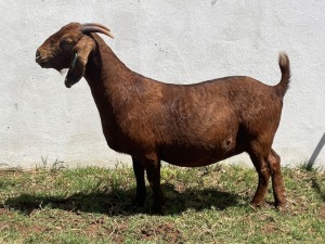 LOT 67 1X KALAHARI RED STUD DOE RATELPOST