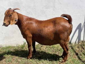 LOT 68 1X KALAHARI RED PREGNANT STUD DOE RATELPOST