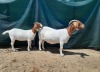 LOT 20 1+1X BOER GOAT FLOCK DOE TANKWA BOERBOKSTOET