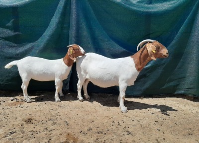 LOT 20 1+1X BOER GOAT FLOCK DOE TANKWA BOERBOKSTOET