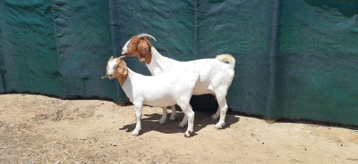 LOT 21 1+1X BOER GOAT FLOCK DOE TANKWA BOERBOKSTOET