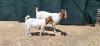 WITHDRAWN -LOT 23 1+1X BOER GOAT DOE TANKWA BOERBOKSTOET