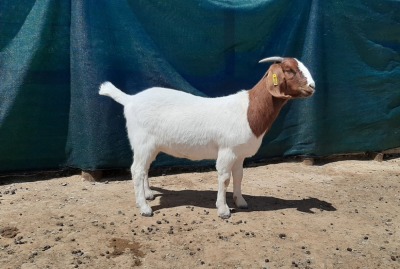 LOT 24 1X BOER GOAT FLOCK DOE TANKWA BOERBOKSTOET