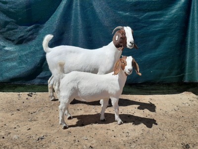 LOT 22 1+1X BOER GOAT FLOCK DOE TANKWA BOERBOKSTOET