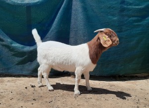 WITHDRAWN - LOT 82 1X BOER GOAT DOE TANKWA BOERBOKSTOET