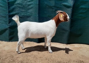 LOT 81 1X BOER GOAT FLOCK DOE TANKWA BOERBOKSTOET