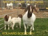 LOT 25 1+2X BOER GOAT PS DOE VOLHARD BOERDERY