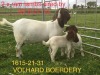 LOT 25 1+2X BOER GOAT PS DOE VOLHARD BOERDERY - 2