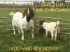 LOT 25 1+2X BOER GOAT PS DOE VOLHARD BOERDERY - 3