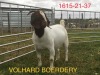 WITHDRAWN - LOT 26 1X BOER GOAT DOE VOLHARD BOERDERY