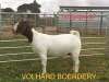 WITHDRAWN - LOT 26 1X BOER GOAT DOE VOLHARD BOERDERY - 2