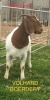 LOT 29 1X BOER GOAT STUD DOE VOLHARD BOERDERY